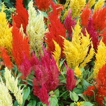 - всі квіти -