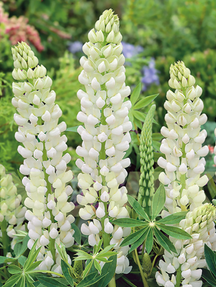 Люпин багатолистий Рассел Нобле Майден