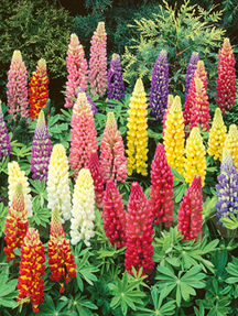 Люпин багатолистий Мінарет суміш