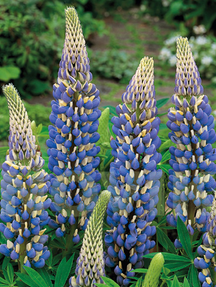 Люпин багатолистий Рассел Зе Гавернер