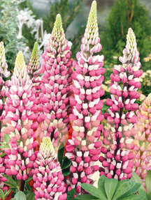 Люпин багатолистий Рассел Шателен