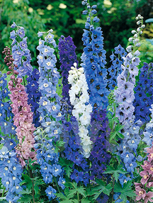 Дельфіній культурний Пасіфік Джаєнтс суміш