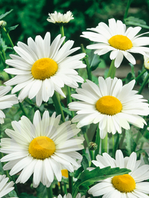 Королиця звичайна Мей Куін