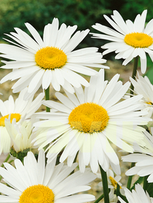 Королиця великоквіткова Аляска