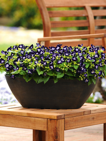 Інтерфлора Україна : Інші квіти