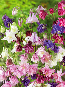 Орлики звичайні повні суміш