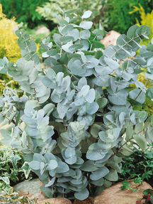 Евкаліпт попелястий Сільвер Долар