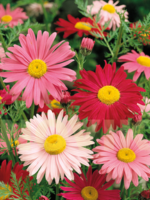 Піретрум рожевий Робінзон суміш