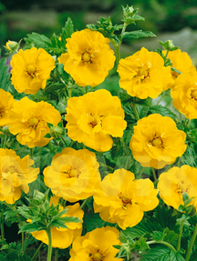 Гравілат чилійський Леді Стратед