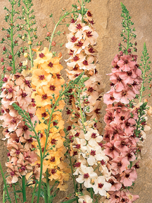 Дивина (коров'як) гібридна Саузерн Шарм