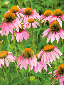 Ехінацея пурпурна