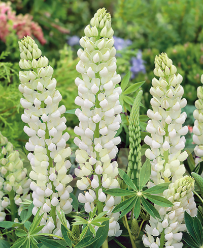 Люпин багатолистий Рассел Нобле Майден Люпин багатолистий Рассел Нобле Майден