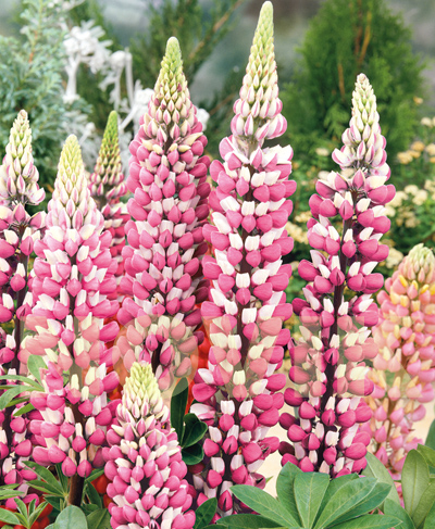 Люпин багатолистий Рассел Шателен