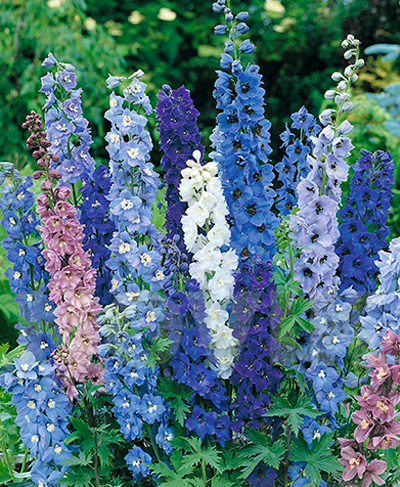 Дельфіній культурний Пасіфік Джаєнтс суміш