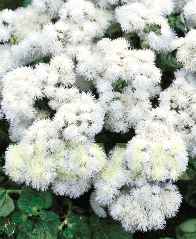 Агератум Хоустона низький Літл Доріт Агератум Хоустона низький Літл Доріт