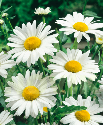 Королиця звичайна Мей Куін