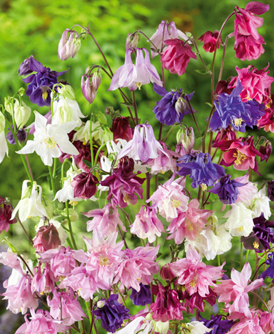 Орлики звичайні повні суміш