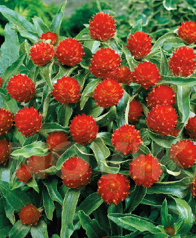 Гомфрена Хагена Стробері Філдс