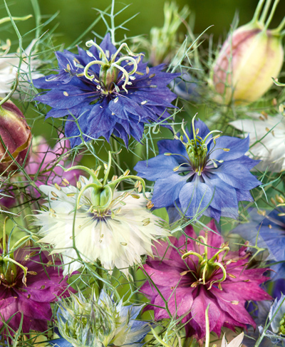 Чорнушка дамаська суміш Чорнушка дамаська суміш