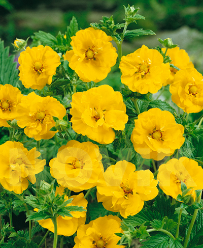 Гравілат чилійський Леді Стратед