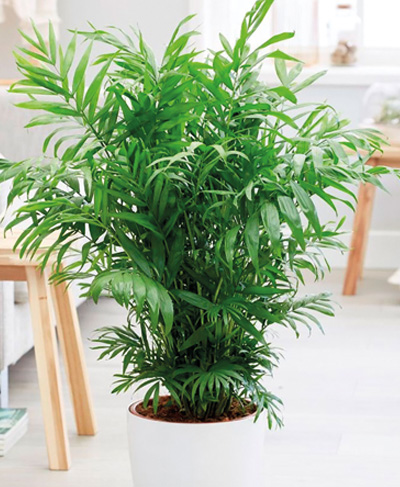 Хамедорея вишукана Хамедорея вишукана