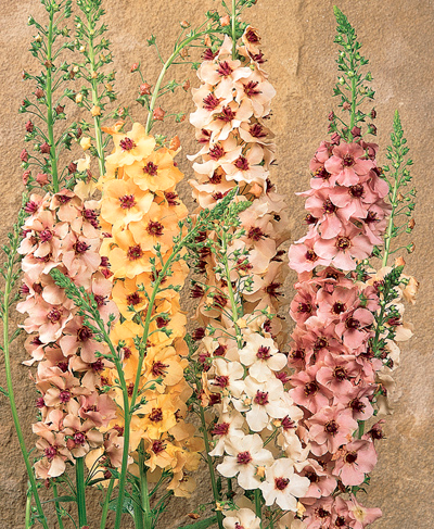 Дивина (коров'як) гібридна Саузерн Шарм Дивина (коров'як) гібридна Саузерн Шарм