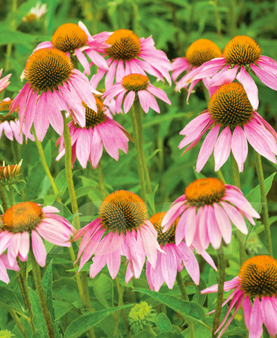 Ехінацея пурпурна