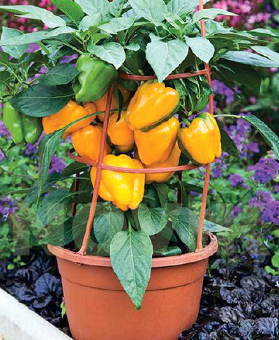 Перець солодкий Ліберті Белле F1