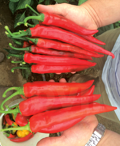 Перець гіркий Хайфі F1