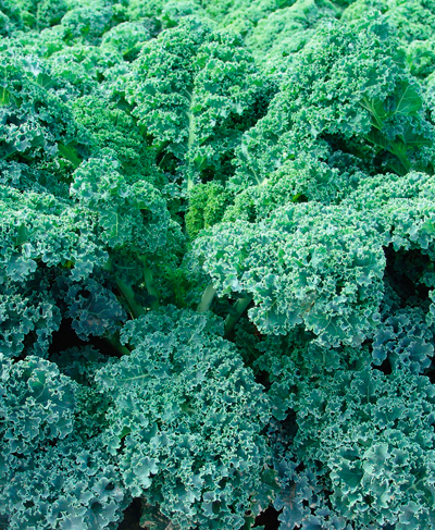 Капуста листкова (кейл) Капрал