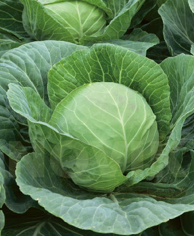 Капуста білоголова Харківська зимова Капуста білоголова Харківська зимова