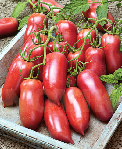 Користь рожевих помідорів