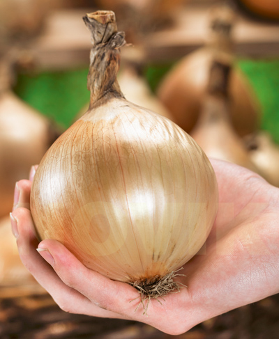 Цибуля городня Глобо Цибуля городня Глобо
