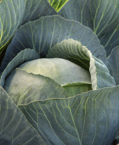 Інтерфлора Україна : Капуста білоголова Лексікон F1 (100 шт)