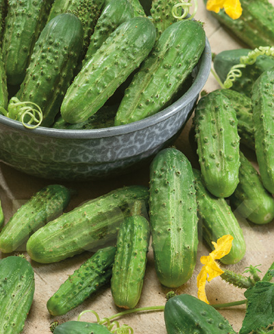 Огірок Ніжинський Огірок Ніжинський