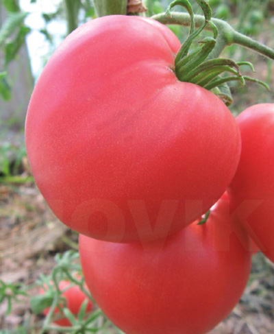 Помідор Волове серце рожеве