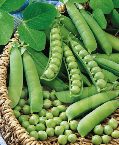 Горох овочевий Дінга