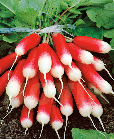 Редиска 18 днів Редиска 18 днів