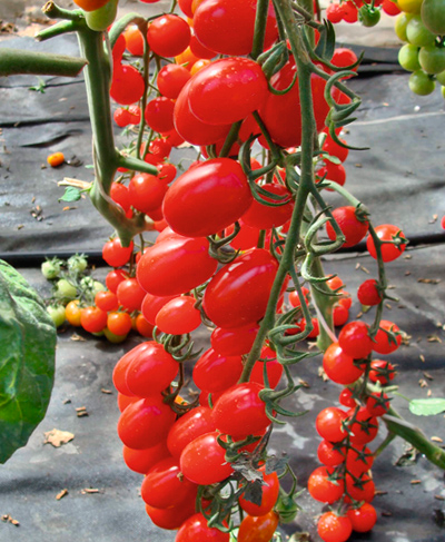 Помідор Мандат F1