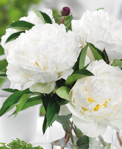 бульби Півонія трав'яниста Mарі Лемуан Півонія трав'яниста Mарі Лемуан