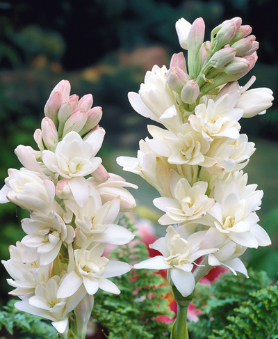 цибулини Поліантес бульбоносний Зе Пьорл Поліантес бульбоносний Зе Пьорл