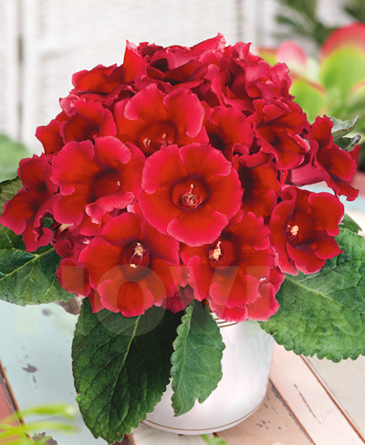 бульби Глоксинія Діфаенс Глоксинія Діфаенс