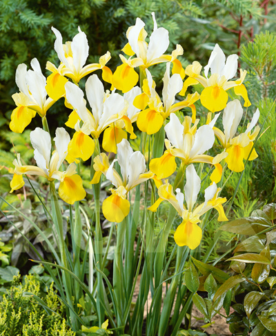 цибулини Ірис голландський Симфонія Ірис голландський Симфонія