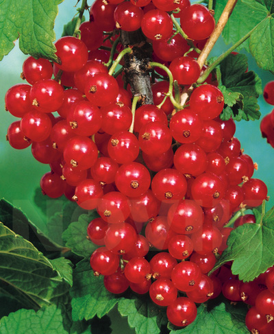 саджанці Порічка червона Августус Порічка червона Августус