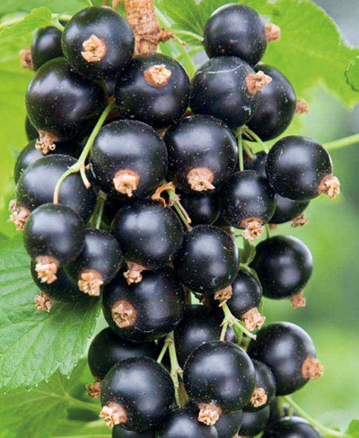 Смородина чорна Сокровіще