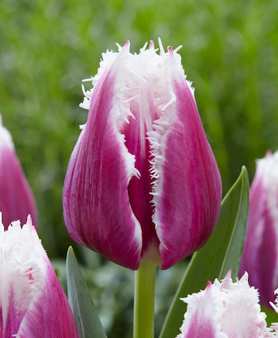 цибулини Тюльпан бахромчастий Сан Естебан Тюльпан бахромчастий Сан Естебан