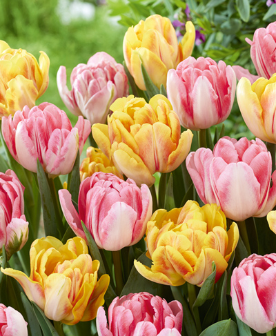 цибулини Тюльпан повний ранній Фокстрот суміш Тюльпан повний ранній Фокстрот суміш