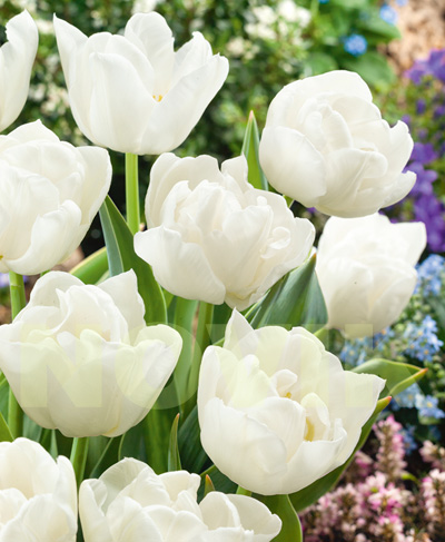 цибулини Тюльпан повний ранній Мондіаль Тюльпан повний ранній Мондіаль