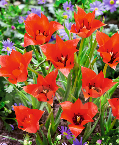 цибулини Тюльпан льонолистий Тюльпан льонолистий