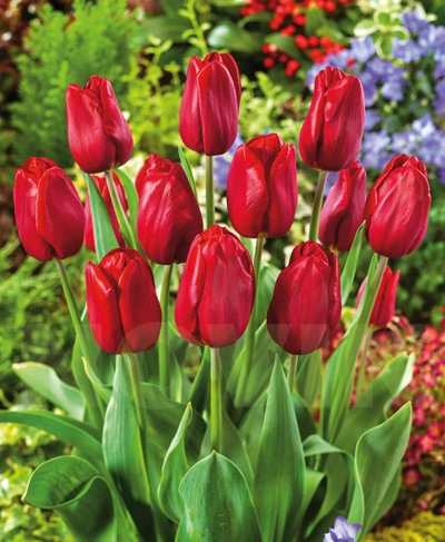 Тюльпан тріумф Стронг Лав